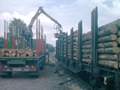 Weiter gehts mit der Holzverladung. Gre: 66,6 kB